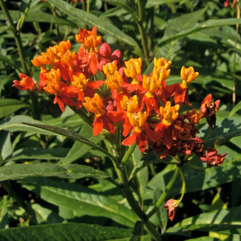Tropical Milkweed Asclepias curassavica
